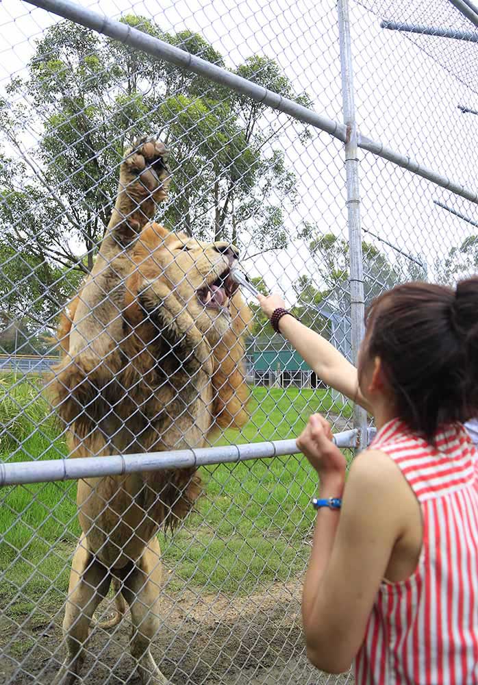 動(dòng)物園中還可以喂獅子（