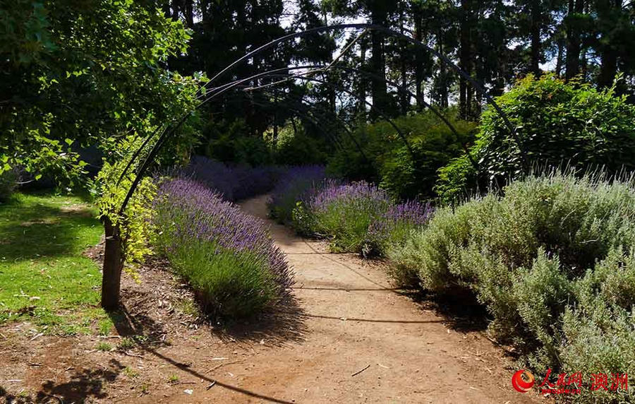 雅思迷宮與薰衣草花園（攝影 賀吉）